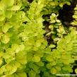 Dřišťál Thunbergův 'Golden Torch' - Berberis thunbergii 'Golden Torch'