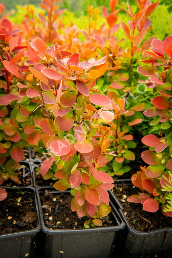 Dřišťál Ottawský 'Red Compact' - Berberis ottawensis 'Red Compact'