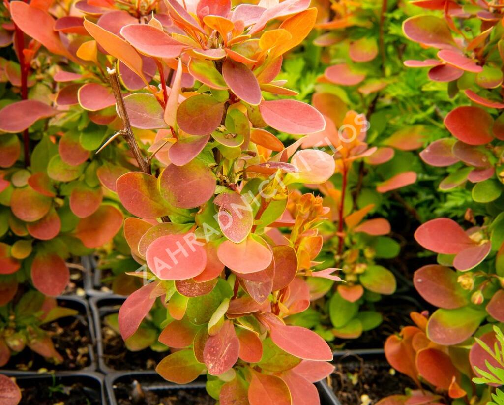 Dřišťál Ottawský 'Red Compact' - Berberis ottawensis 'Red Compact'