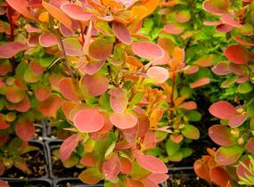 Dřišťál Ottawský 'Red Compact' - Berberis ottawensis 'Red Compact'
