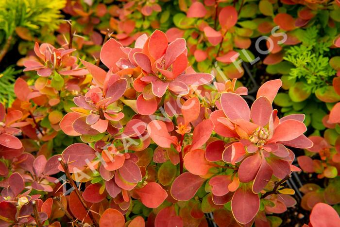Dřišťál Ottawský 'Red Compact' - Berberis ottawensis 'Red Compact'