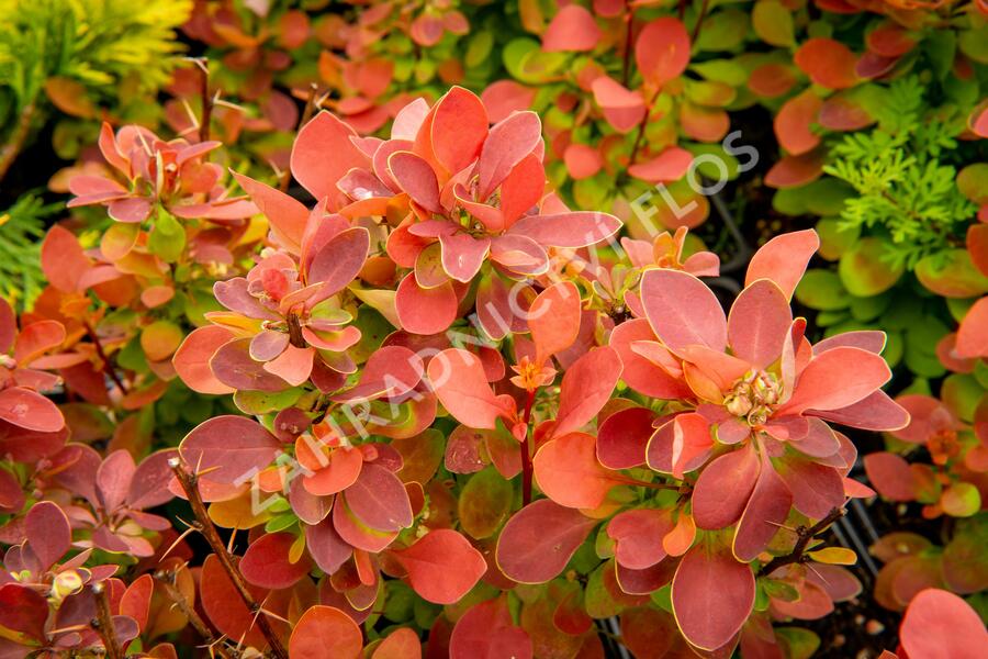 Dřišťál Ottawský 'Red Compact' - Berberis ottawensis 'Red Compact'