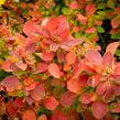 Dřišťál Ottawský 'Red Compact' - Berberis ottawensis 'Red Compact'