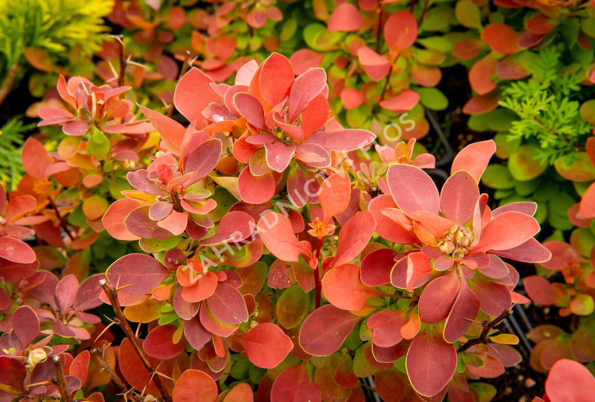 Dřišťál Ottawský 'Red Compact' - Berberis ottawensis 'Red Compact'