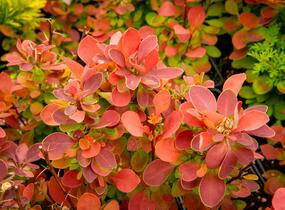 Dřišťál Ottawský 'Red Compact' - Berberis ottawensis 'Red Compact'