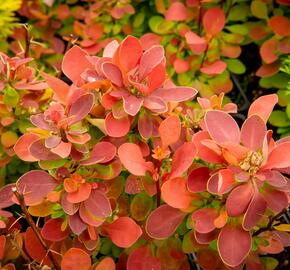 Dřišťál Ottawský 'Red Compact' - Berberis ottawensis 'Red Compact'