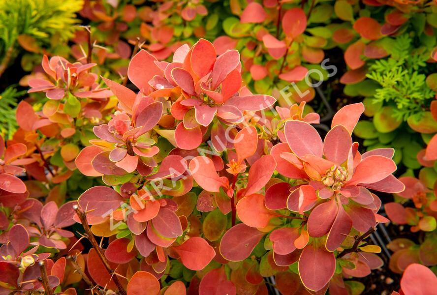 Dřišťál Ottawský 'Red Compact' - Berberis ottawensis 'Red Compact'