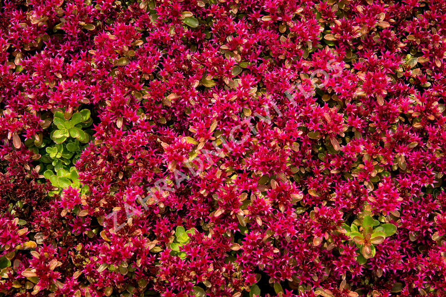 Rozchodník pochybný 'Deep Rose' - Sedum spurium 'Deep Rose'