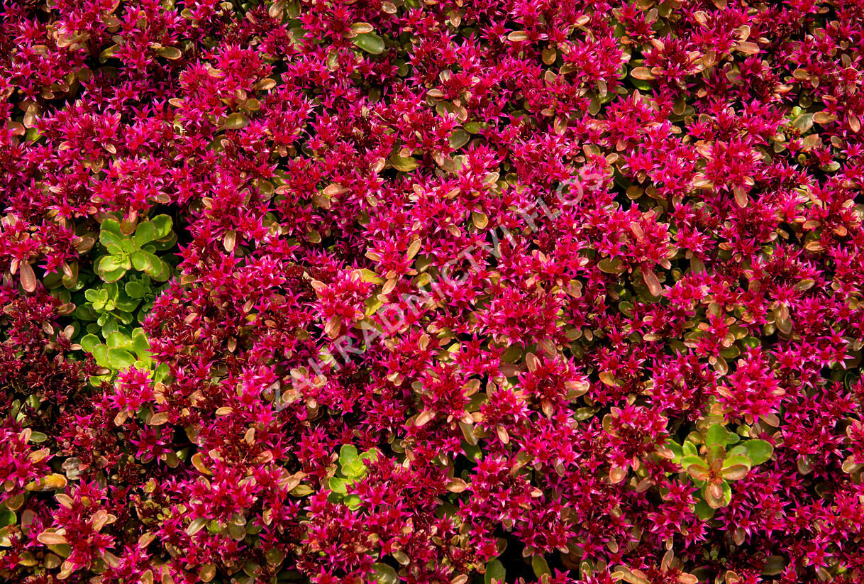 Rozchodník pochybný 'Deep Rose' - Sedum spurium 'Deep Rose'