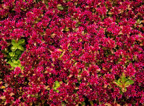 Rozchodník pochybný 'Deep Rose' - Sedum spurium 'Deep Rose'