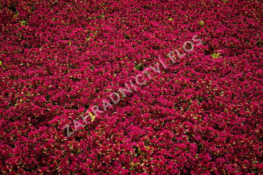 Rozchodník pochybný 'Deep Rose' - Sedum spurium 'Deep Rose'