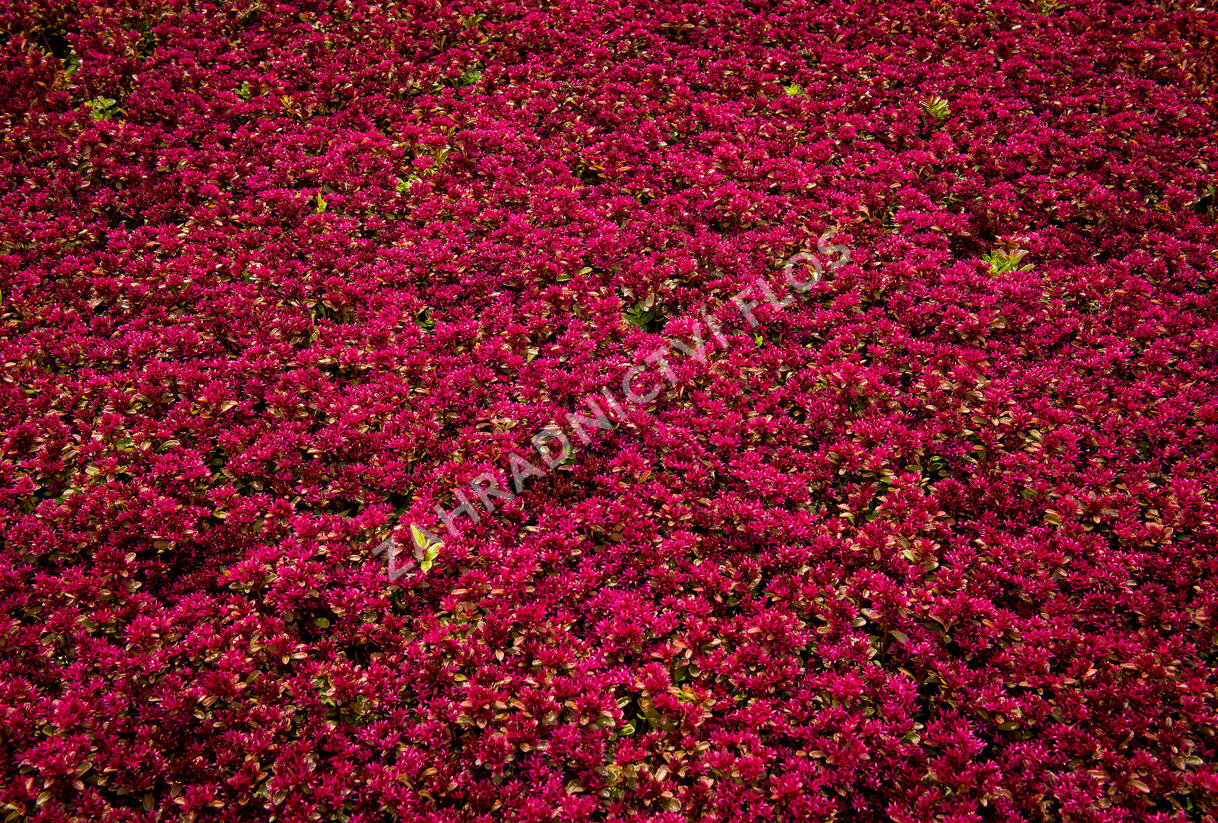 Rozchodník pochybný 'Deep Rose' - Sedum spurium 'Deep Rose'