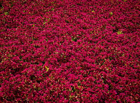 Rozchodník pochybný 'Deep Rose' - Sedum spurium 'Deep Rose'