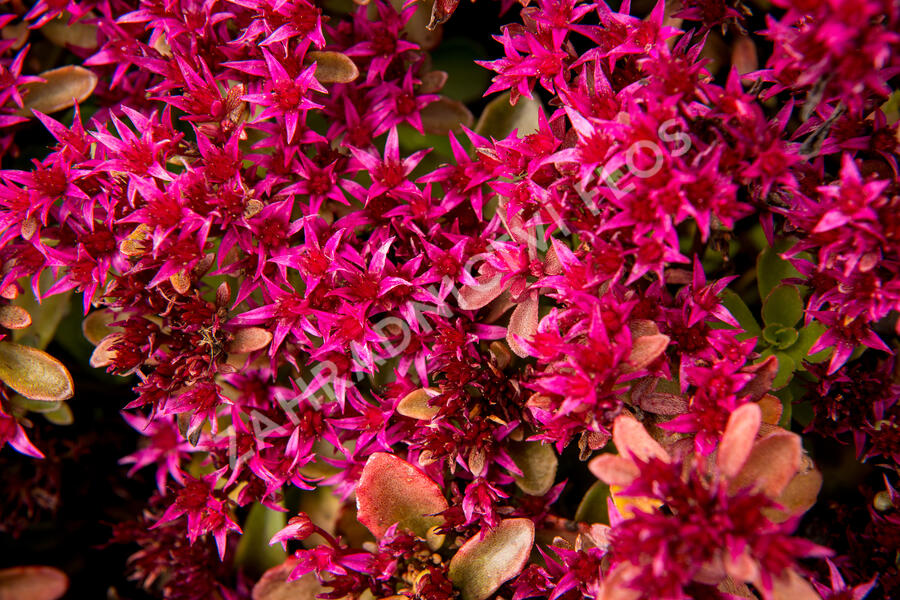 Rozchodník pochybný 'Deep Rose' - Sedum spurium 'Deep Rose'