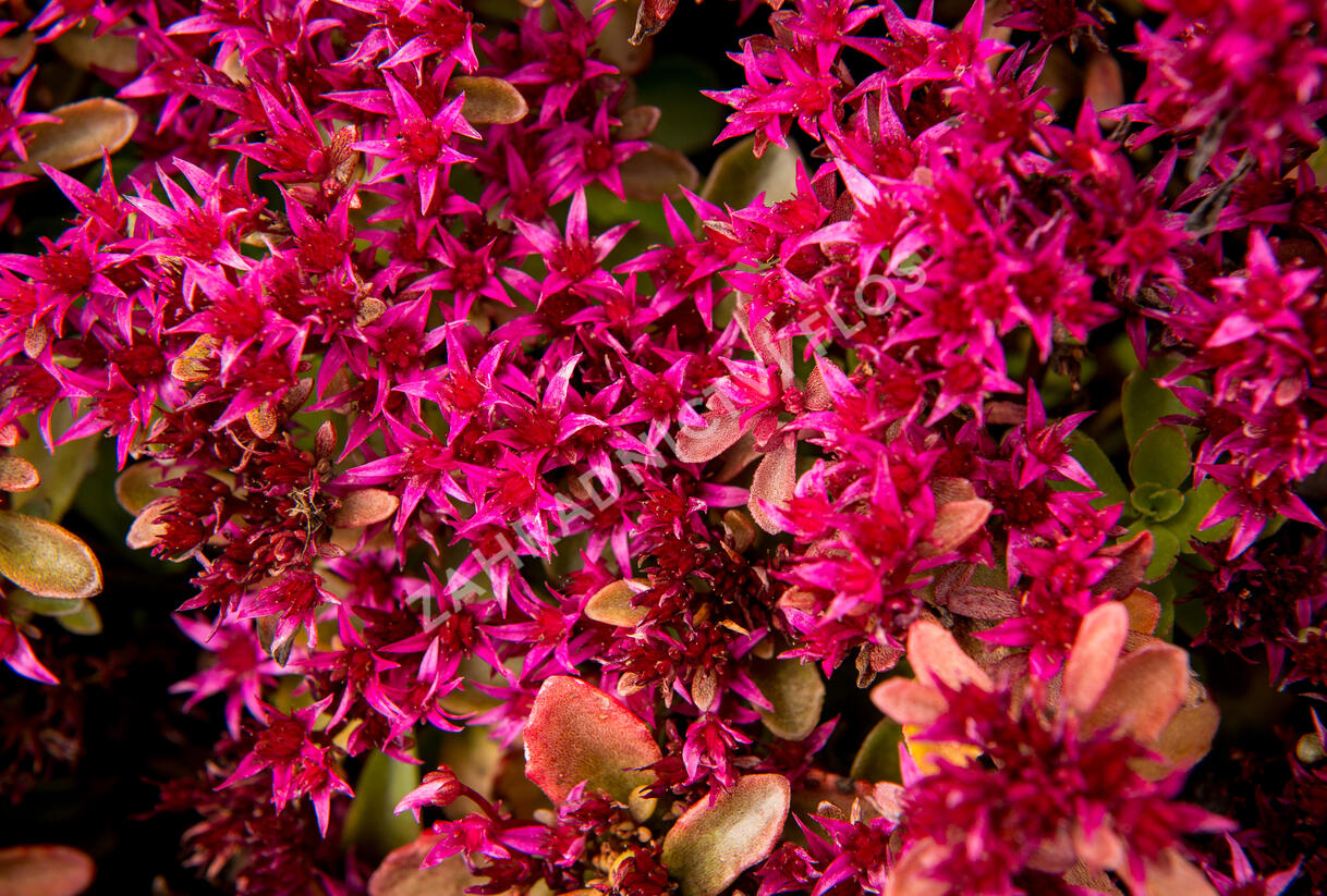 Rozchodník pochybný 'Deep Rose' - Sedum spurium 'Deep Rose'