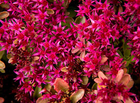 Rozchodník pochybný 'Deep Rose' - Sedum spurium 'Deep Rose'