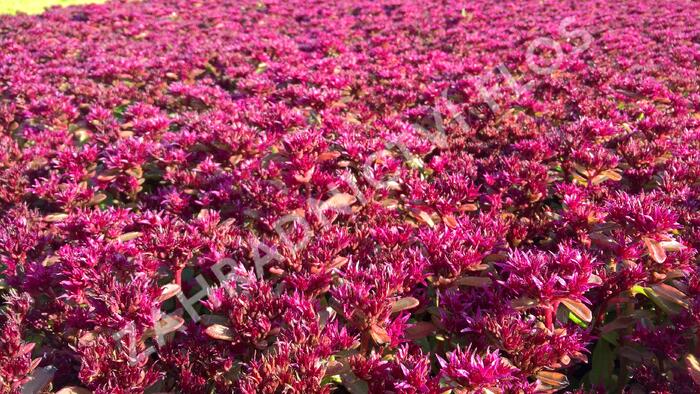 Rozchodník pochybný 'Deep Rose' - Sedum spurium 'Deep Rose'
