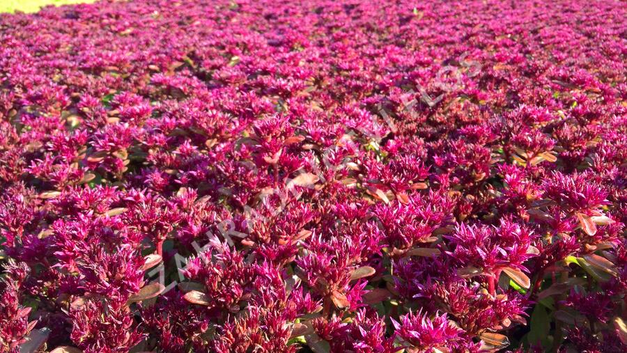 Rozchodník pochybný 'Deep Rose' - Sedum spurium 'Deep Rose'