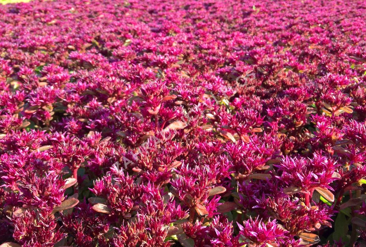 Rozchodník pochybný 'Deep Rose' - Sedum spurium 'Deep Rose'