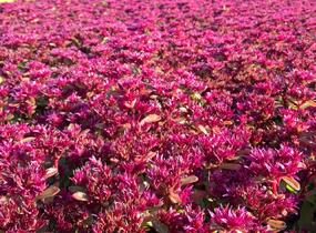 Rozchodník pochybný 'Deep Rose' - Sedum spurium 'Deep Rose'