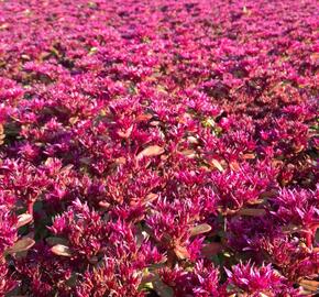 Rozchodník pochybný 'Deep Rose' - Sedum spurium 'Deep Rose'