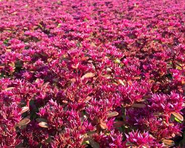 Rozchodník pochybný 'Deep Rose'