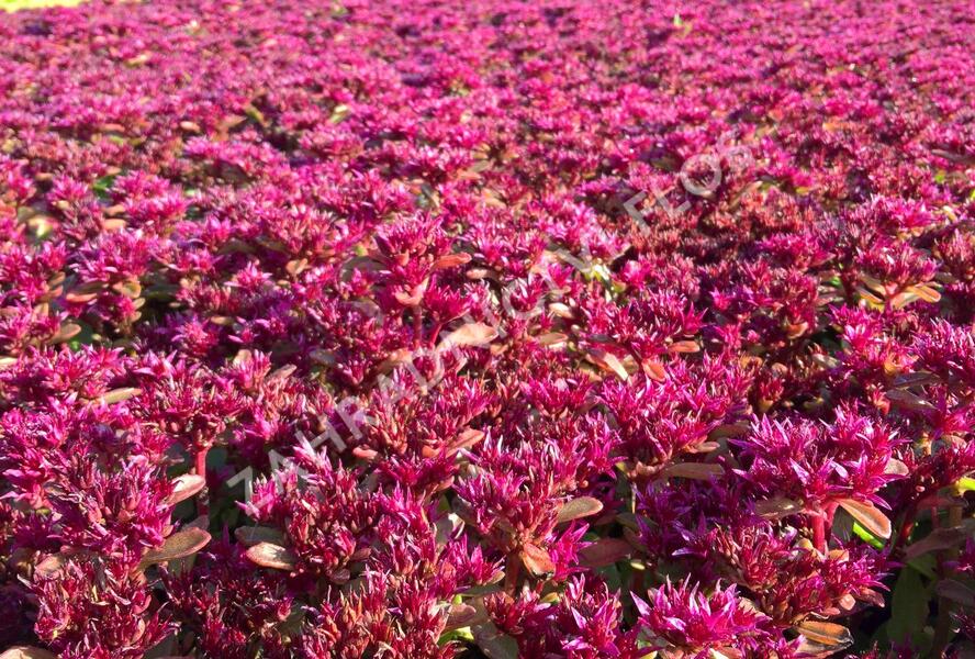 Rozchodník pochybný 'Deep Rose' - Sedum spurium 'Deep Rose'
