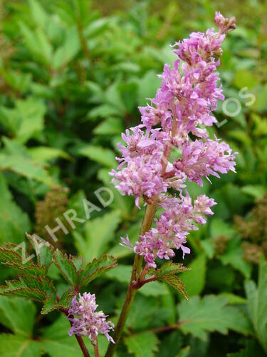 Čechrava japonská 'Rheinland' - Astilbe japonica 'Rheinland'