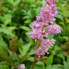 Čechrava japonská 'Rheinland' - Astilbe japonica 'Rheinland'