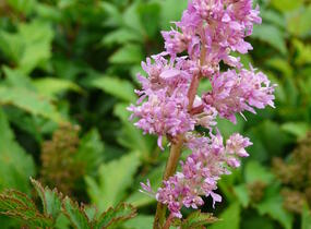 Čechrava japonská 'Rheinland' - Astilbe japonica 'Rheinland'