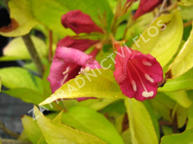 Vajgélie květnatá 'Olympiade' - Weigela florida 'Olympiade'