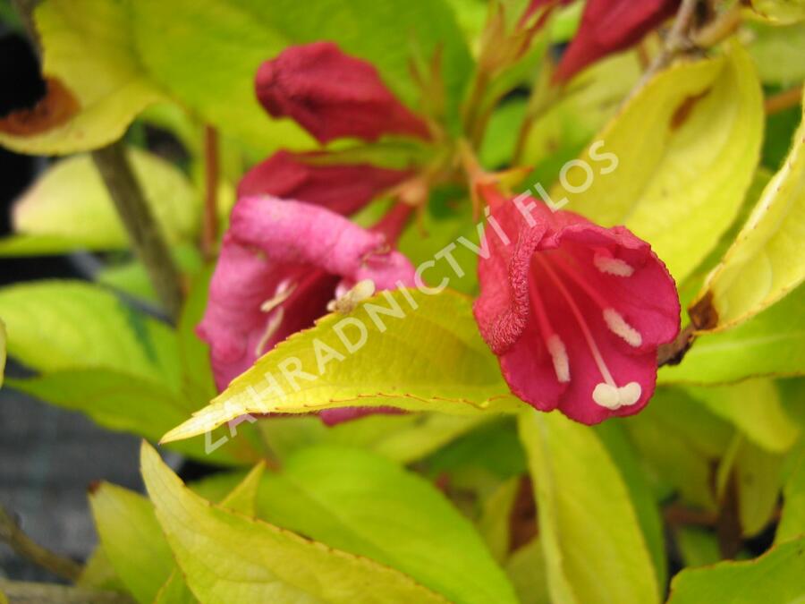 Vajgélie květnatá 'Olympiade' - Weigela florida 'Olympiade'