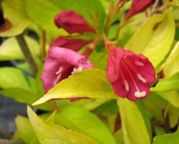 Vajgélie květnatá 'Olympiade'