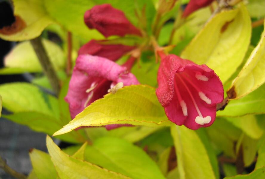 Vajgélie květnatá 'Olympiade' - Weigela florida 'Olympiade'