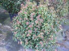 Kalina vavřínová 'Eve Price' - Viburnum tinus 'Eve Price'