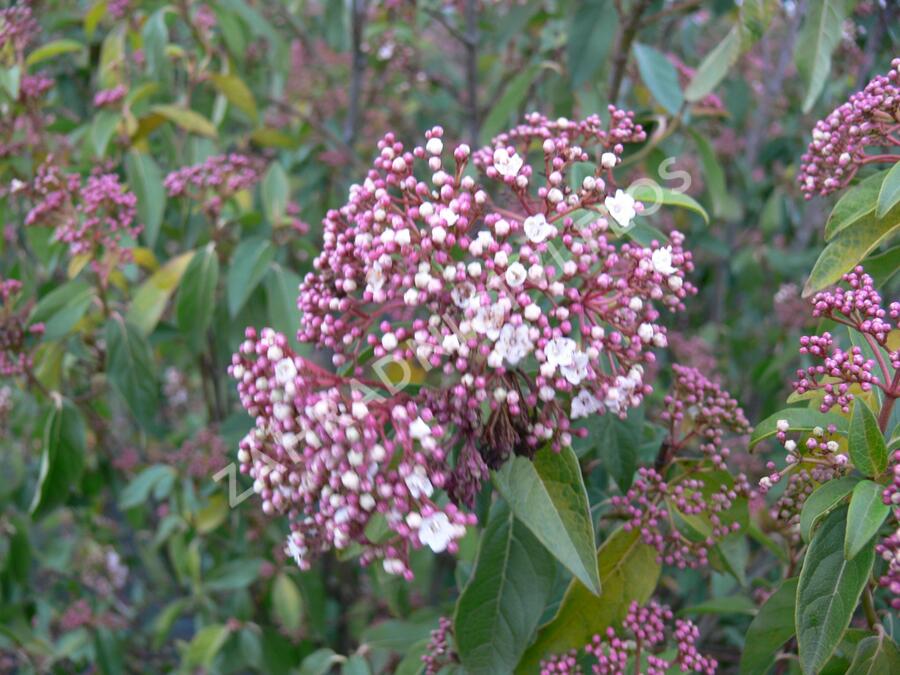 Kalina vavřínová 'Eve Price' - Viburnum tinus 'Eve Price'