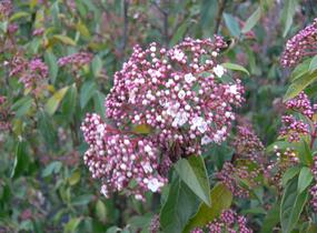 Kalina vavřínová 'Eve Price' - Viburnum tinus 'Eve Price'
