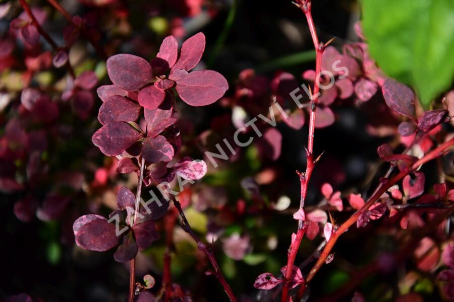Dřišťál Thunbergův 'Pink Queen' - Berberis thunbergii 'Pink Queen'