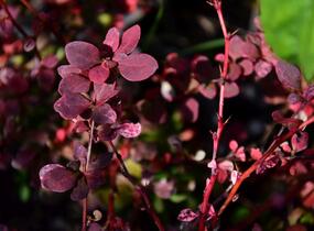Dřišťál Thunbergův 'Pink Queen' - Berberis thunbergii 'Pink Queen'