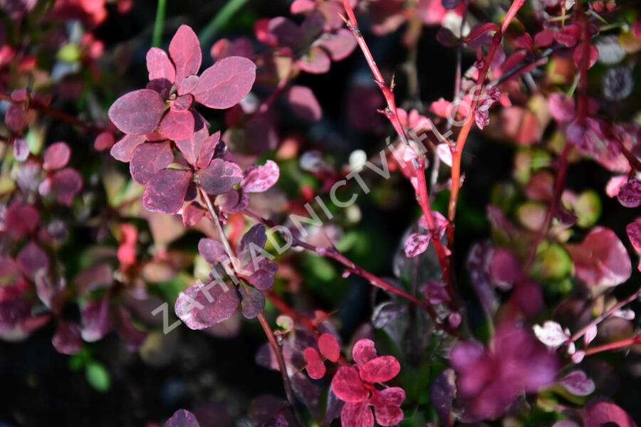 Dřišťál Thunbergův 'Pink Queen' - Berberis thunbergii 'Pink Queen'