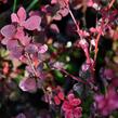 Dřišťál Thunbergův 'Pink Queen' - Berberis thunbergii 'Pink Queen'