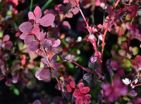 Dřišťál Thunbergův 'Pink Queen' - Berberis thunbergii 'Pink Queen'