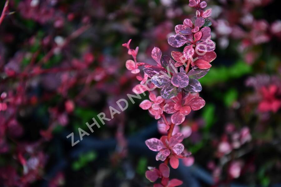 Dřišťál Thunbergův 'Pink Queen' - Berberis thunbergii 'Pink Queen'