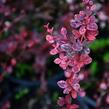 Dřišťál Thunbergův 'Pink Queen' - Berberis thunbergii 'Pink Queen'