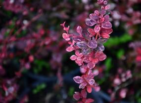 Dřišťál Thunbergův 'Pink Queen' - Berberis thunbergii 'Pink Queen'