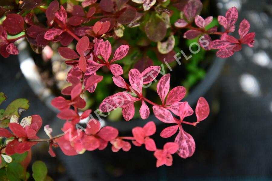 Dřišťál Thunbergův 'Pink Queen' - Berberis thunbergii 'Pink Queen'
