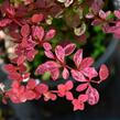 Dřišťál Thunbergův 'Pink Queen' - Berberis thunbergii 'Pink Queen'