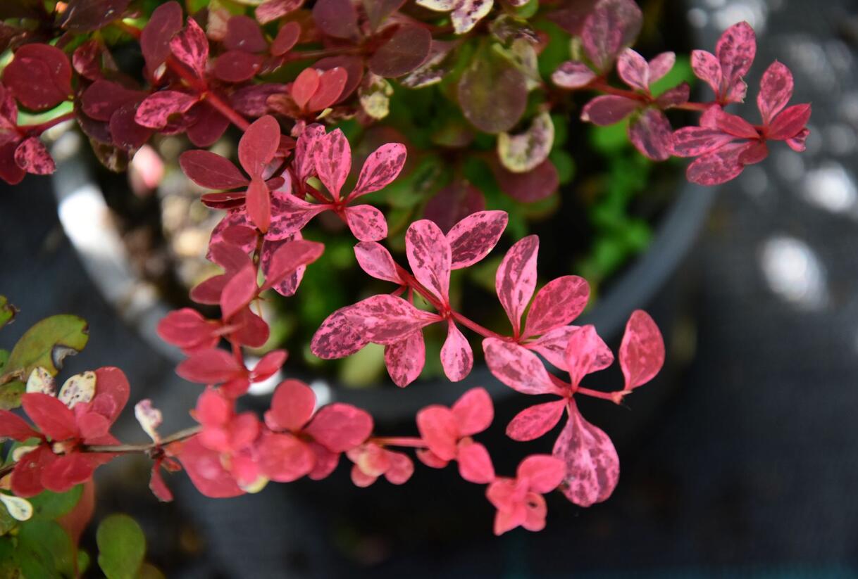 Dřišťál Thunbergův 'Pink Queen' - Berberis thunbergii 'Pink Queen'