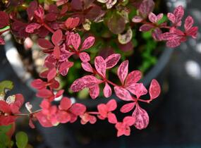 Dřišťál Thunbergův 'Pink Queen' - Berberis thunbergii 'Pink Queen'