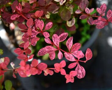 Dřišťál Thunbergův 'Pink Queen'